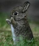 pic for Baby Rabbit